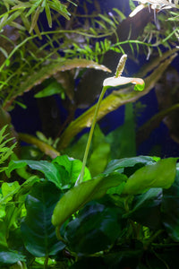 Anubias barteri var. nana