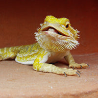 Bradata agama