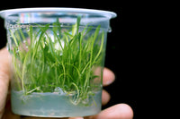 Cryptocoryne parva