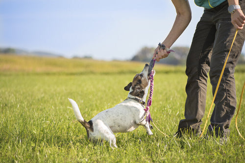 Jack Russell terijer