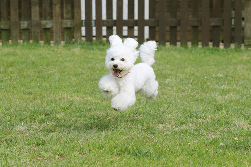 Toy pudla