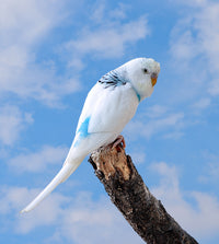 Tigrica