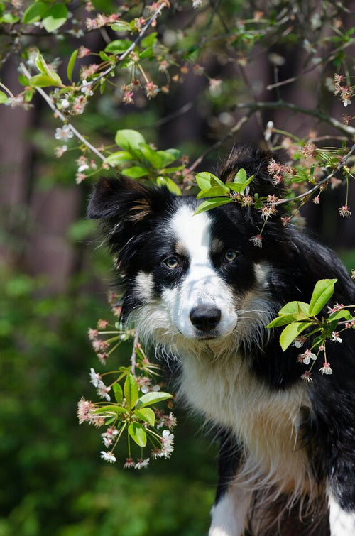 Border Collie (graničarski koli)