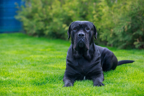 Cane corso leži na travnatoj površini