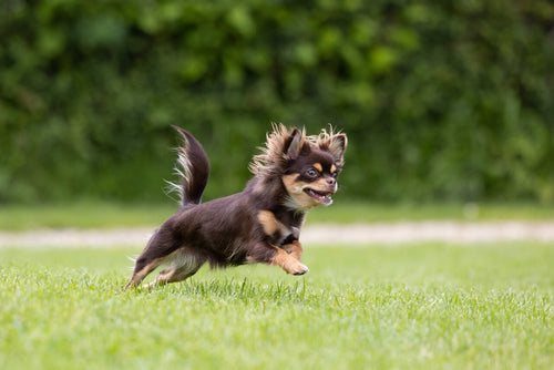 Chihuahua trči