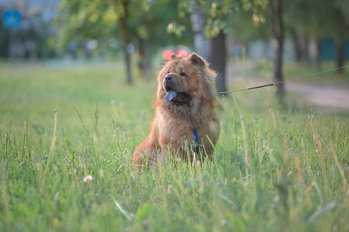 Chow chow