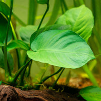 Anubias barteri var. barteri