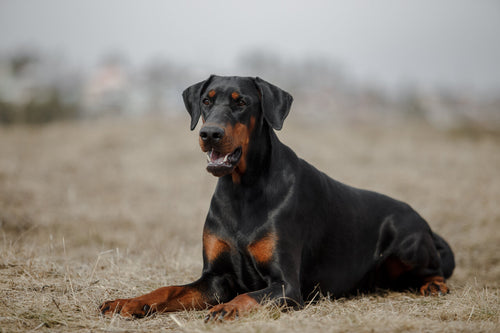 Doberman leži u polju