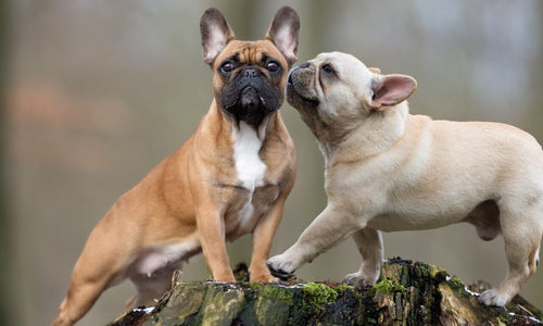 Francuski buldog
