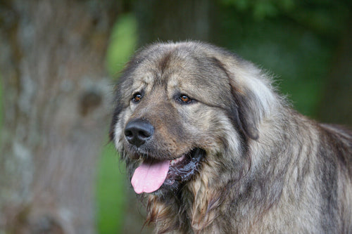 Kavkaski ovčar
