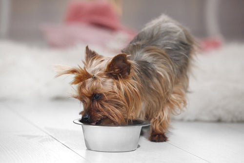 Jorkširski terijer (Yorkie)