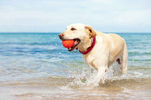 Labrador retriver