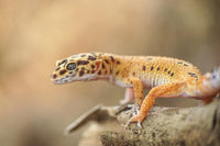 Leopard gekon