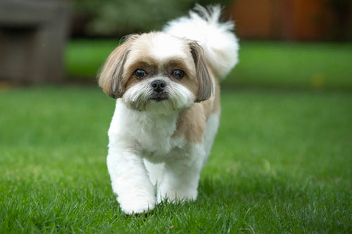 Shih tzu na travi