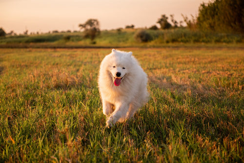Samojed trči po travi