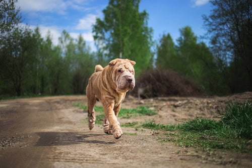 Shar pei