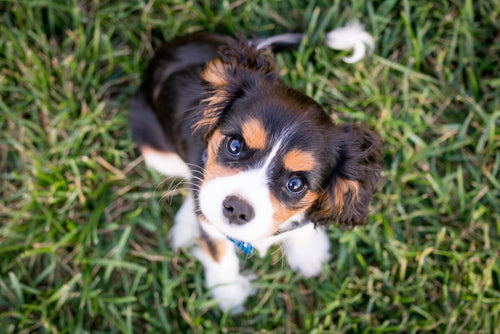 Cavalier King Charles španijel