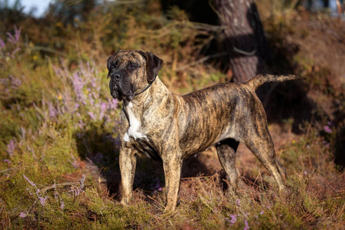Tigrasti Presa Canario u šumi