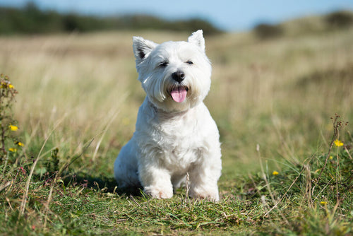 Pasmina westie