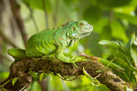 Zelena iguana