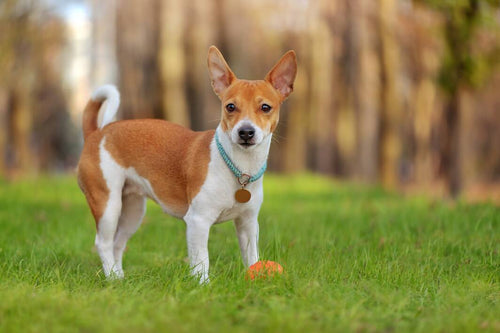 Mladi basenji stoji na travi