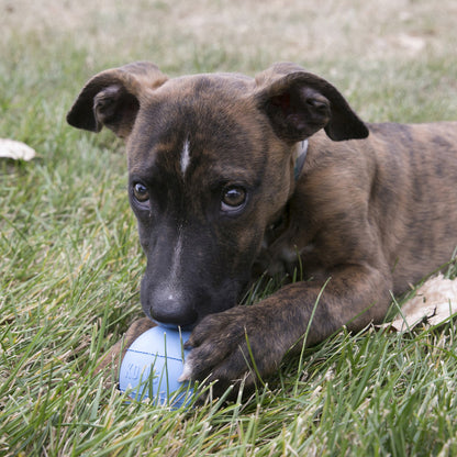 KONG Igračka za štence Puppy Ball Hole