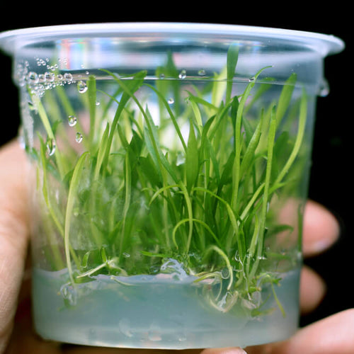 Osoba drži Cryptocoryne parva
