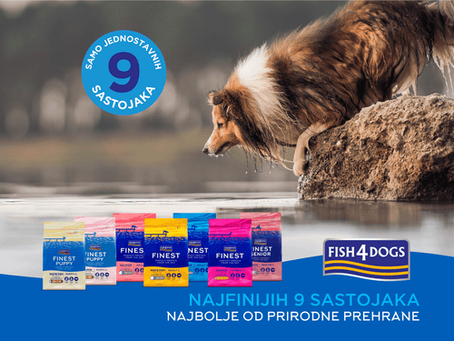 Pas na kamenu iznad vode i Fish4Dogs proizvodi