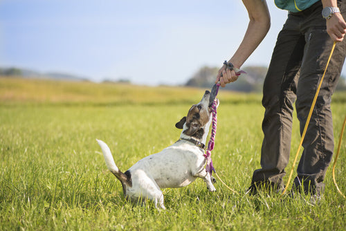 Jack Russell terijer povlači konop u igri s vlasnikom