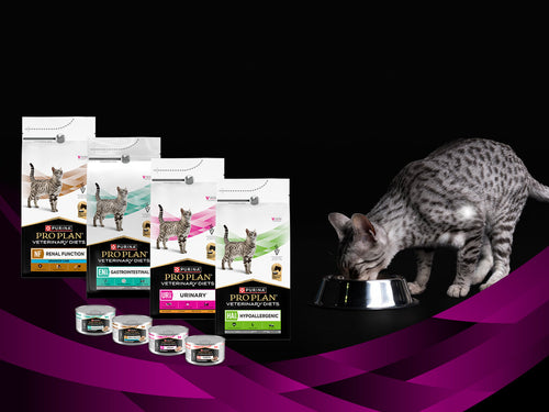 Mačka uz Pro Plan Veterinary Diets hranu za mačke