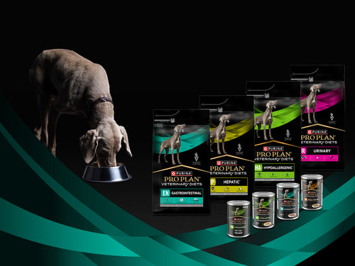 Pas uz Pro Plan Veterinary Diets hranu za pse