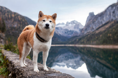 Shiba inu stoji pored jezera
