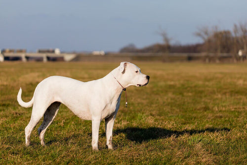 Dogo argentino stoji na travi