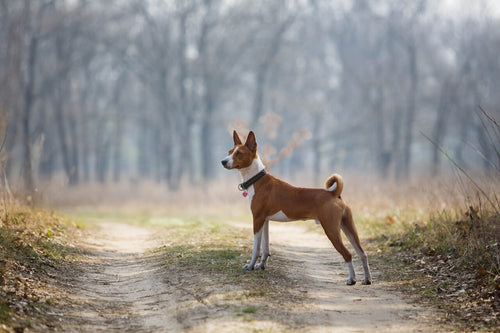 Basenji stoji u prirodi