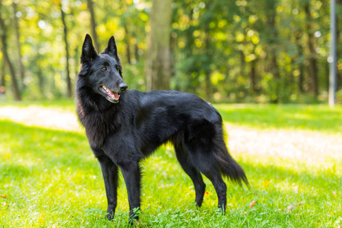 Belgijski ovčar Groenendael stoji na travi