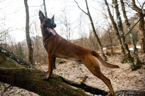 Belgijski ovčar Malinois u šumi
