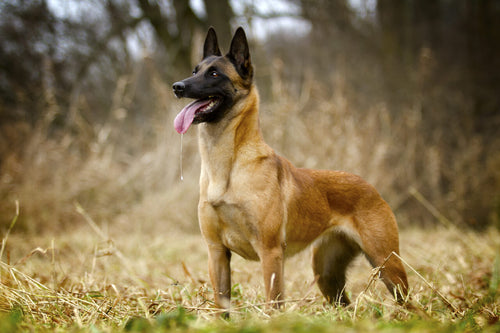 Belgijski ovčar Malinois