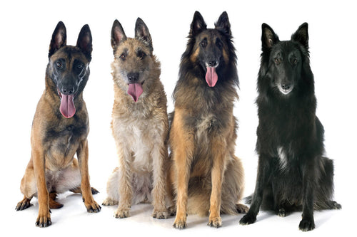 Četiri varijeteta belgijskog ovčara: Malinois, Laekenois, Tervueren, Groenendael