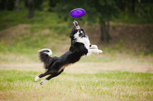Border Collie lovi frizbi
