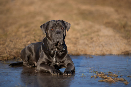 Cane corso leži na ledu