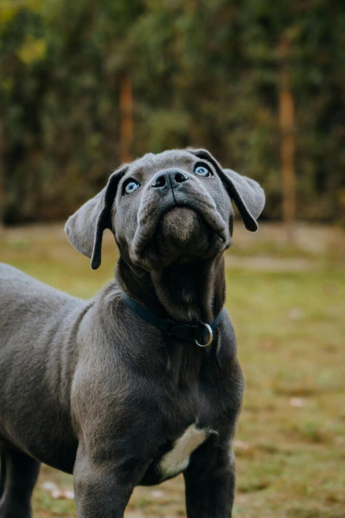 Štene cane corsa