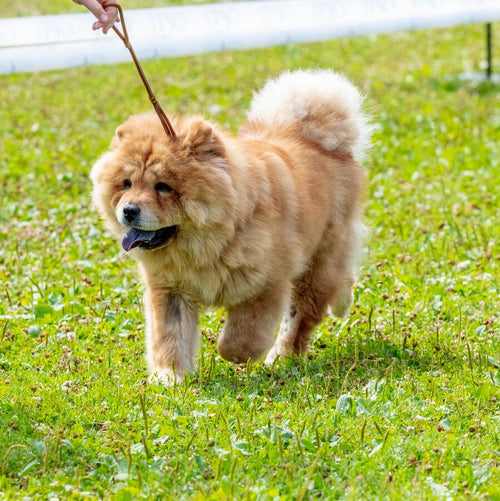 Chow chow na uzici u šetnji