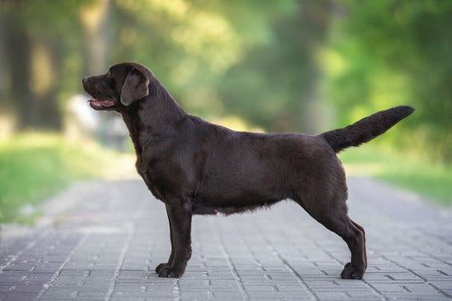Čokoladni labrador retriver iz profila