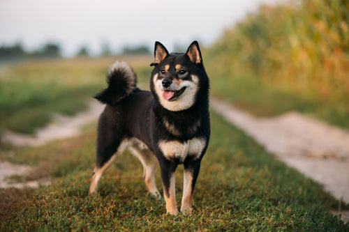 Crna Shiba inu s paležom stoji na travi u prirodi i gleda u daljinu