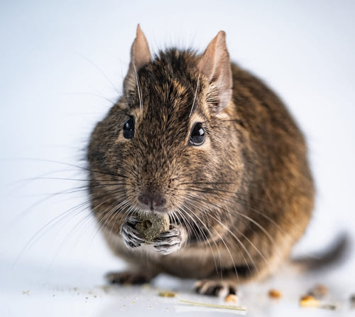 Degu sa sjemenkom u rukama
