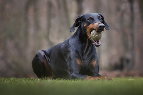 Doberman leži s teniskom lopticom u ustima