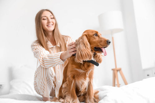 Žena mazi engleskog koker španijela