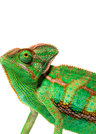 Teraristika