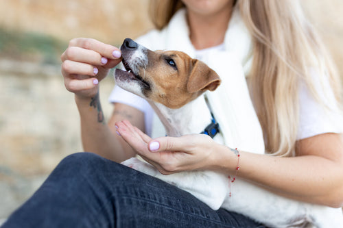 Žena hrani Jack Russell terijera poslasticama