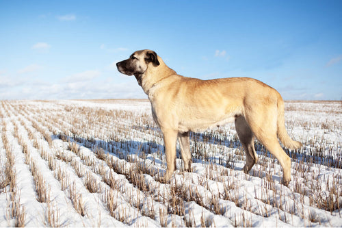 Kangal u polju prekrivenim snijegom